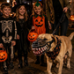 🎃 Tänään -50 %! 🐶 Halloween-koiran suukappale, jossa on kammottavat vampyyrin hampaat